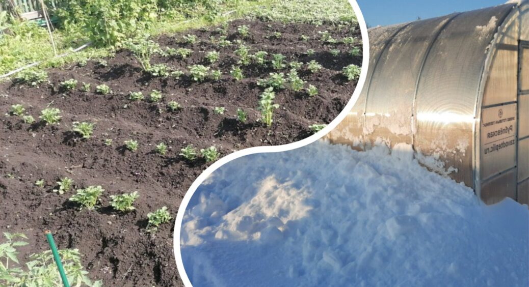 Організувала свій город за 1 “діамантовим” правилом: навіть у мороз -20 ґрунт теплий і не перемерзає 