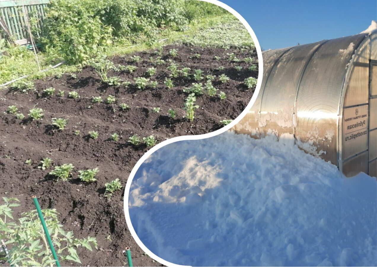 Як захистити город від промерзання