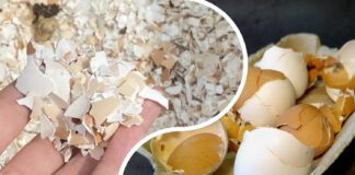 Як використовувати яєчну шкаралупу для удобрення ґрунту