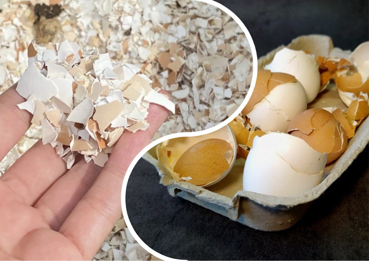 Як використовувати яєчну шкаралупу для удобрення ґрунту