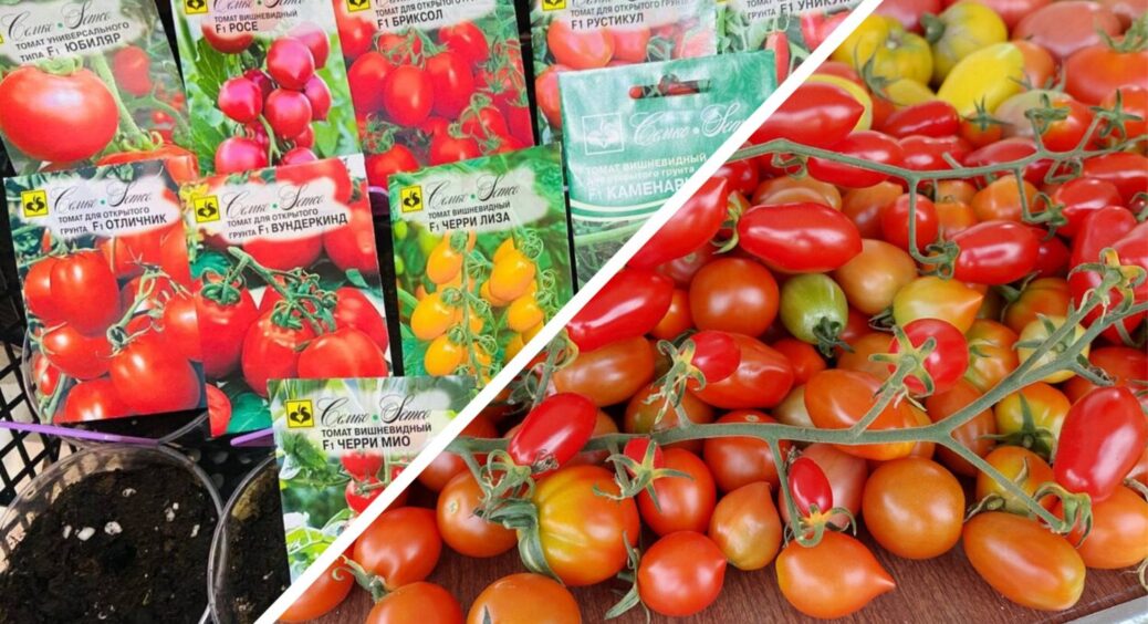 Знайшла сорт помідорів, який дає по 10-15 томатів з куща: а смак – чистий мед, не менше! 