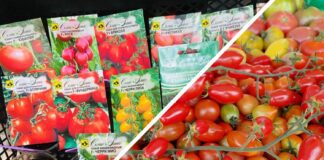 Як зупинити витягування розсади томатів