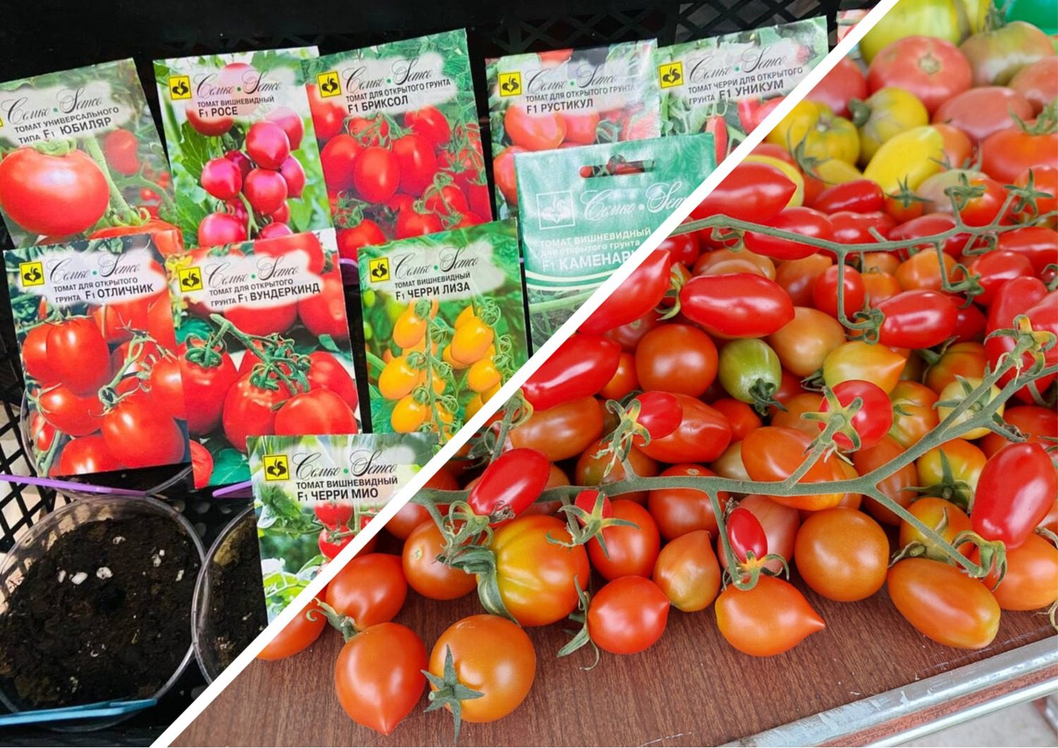 Найкращі сорти томатів для України