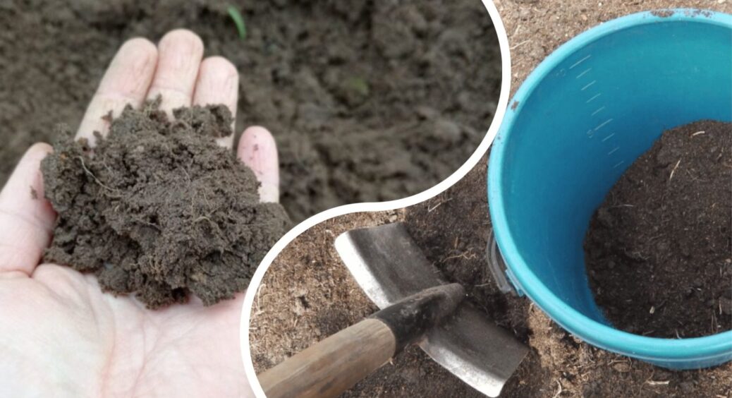Перше підживлення після зими: 2 “дідівських” компоненти, які пробуджують ґрунт і відновлюють добру родючість 