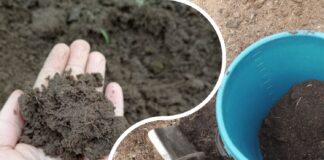 Городники розповіли як підняти родючість ґрунту після зими