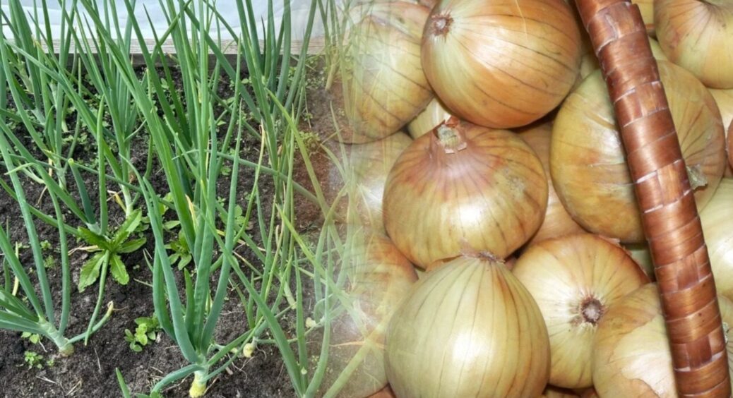 Цибуля не гниє і не пускає паростки по 10 місяців: 1 надійний спосіб зберігання без ящиків і піску 