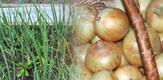 Як зберігати цибулю без псування