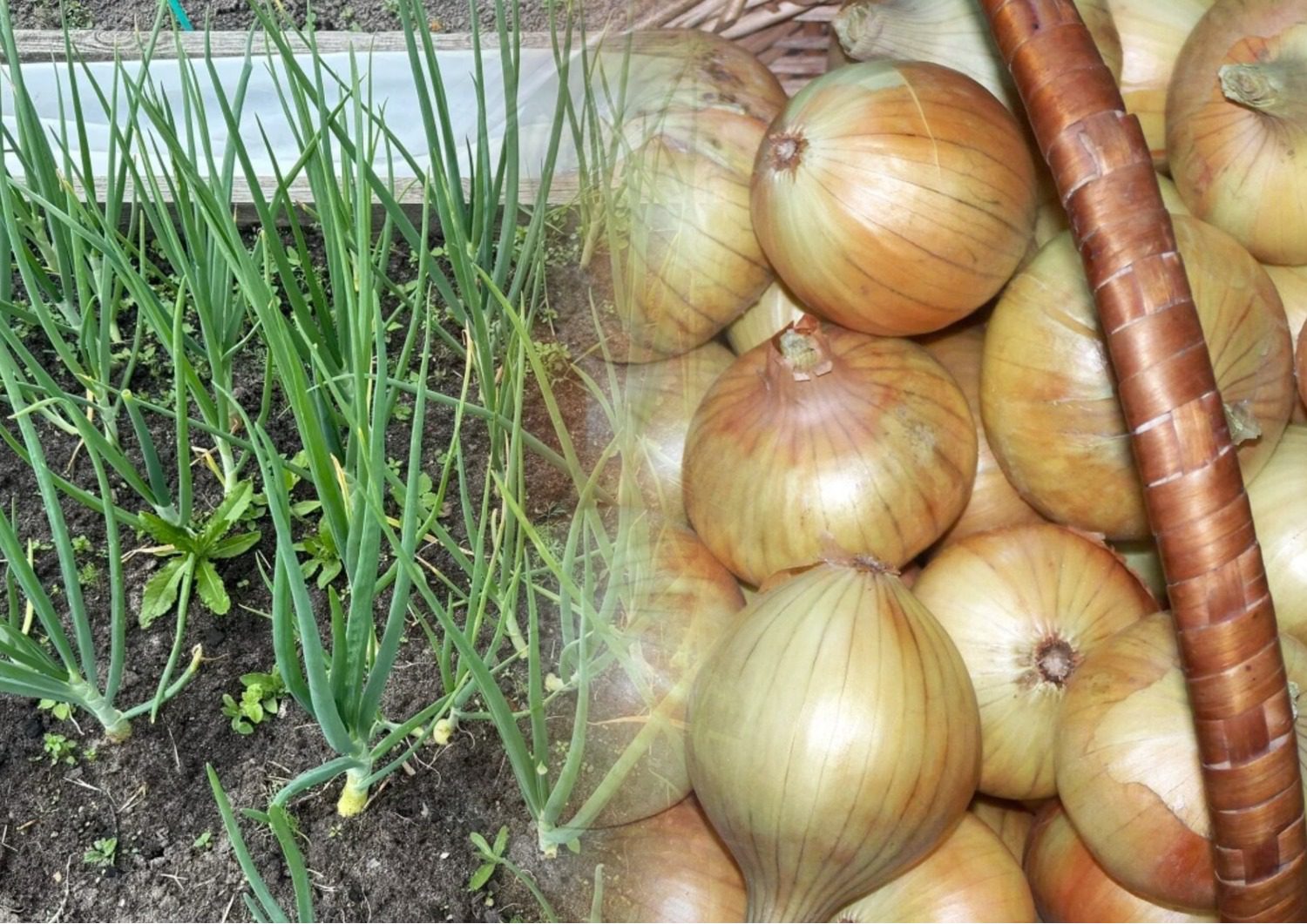 Як зберігати цибулю без псування