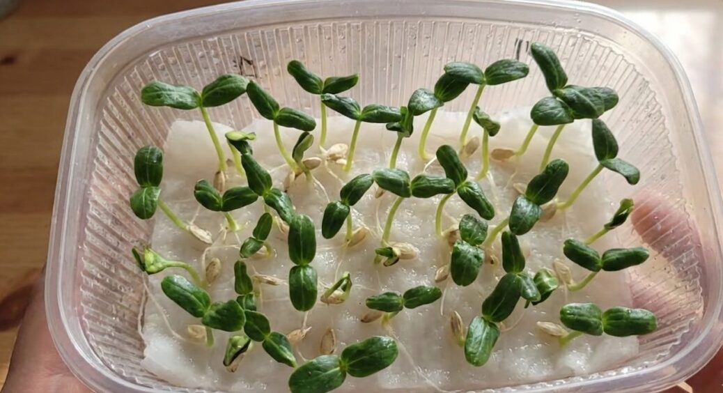 Вже третій рік поспіль висіваю огірки без ґрунту – врожай збираю на 1 місяць раніше, ніж сусіди 