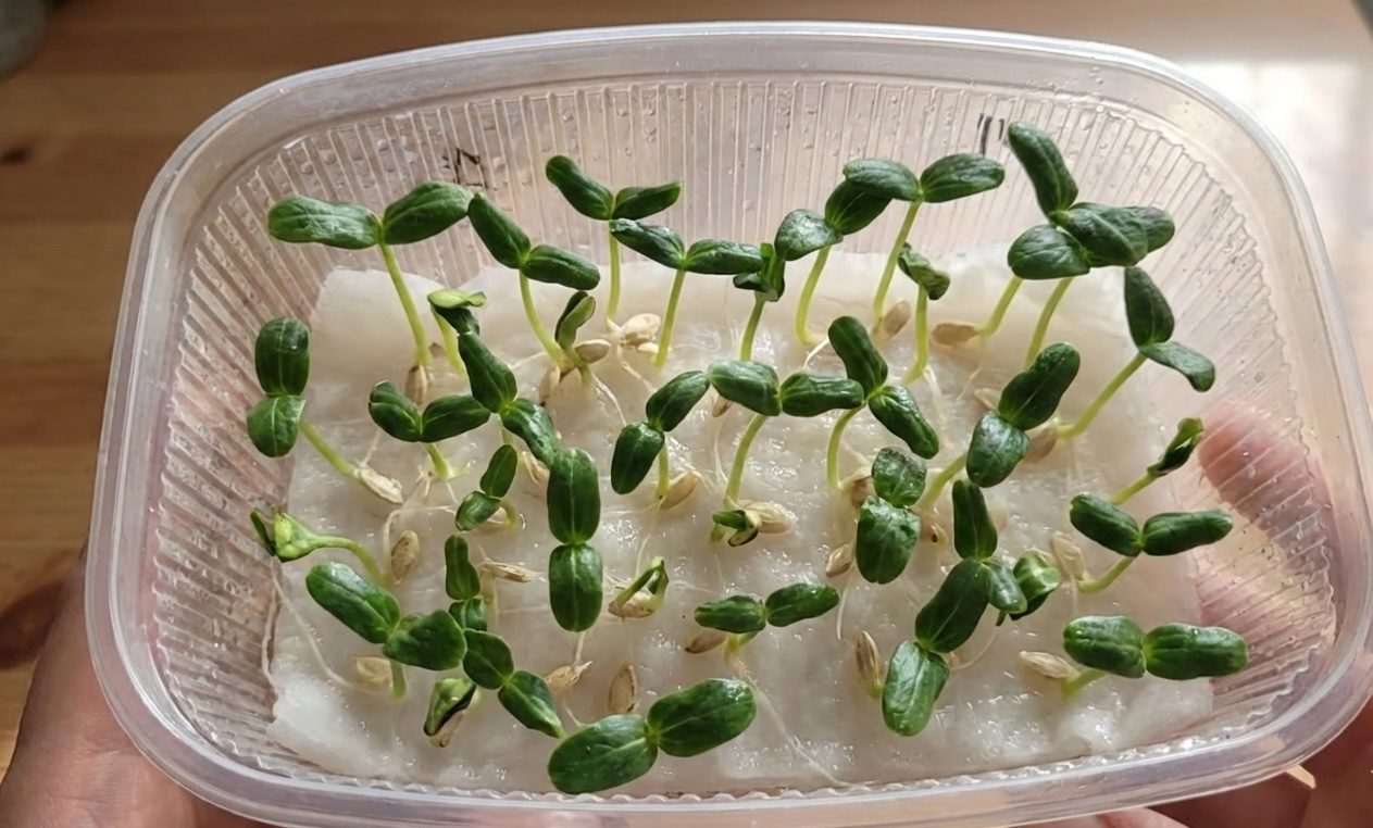 Городники розповіли, як отримати врожай огірків на місяць раніше