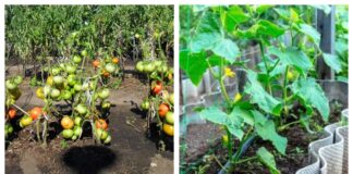 Городники розповіли, чи можна повторно сіяти огірки на ту саму грядку 