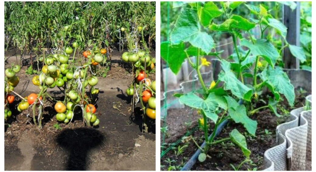 Скільки років можна садити огірки і помідори на одній і тій самій грядці: сівозміна дозволяє 