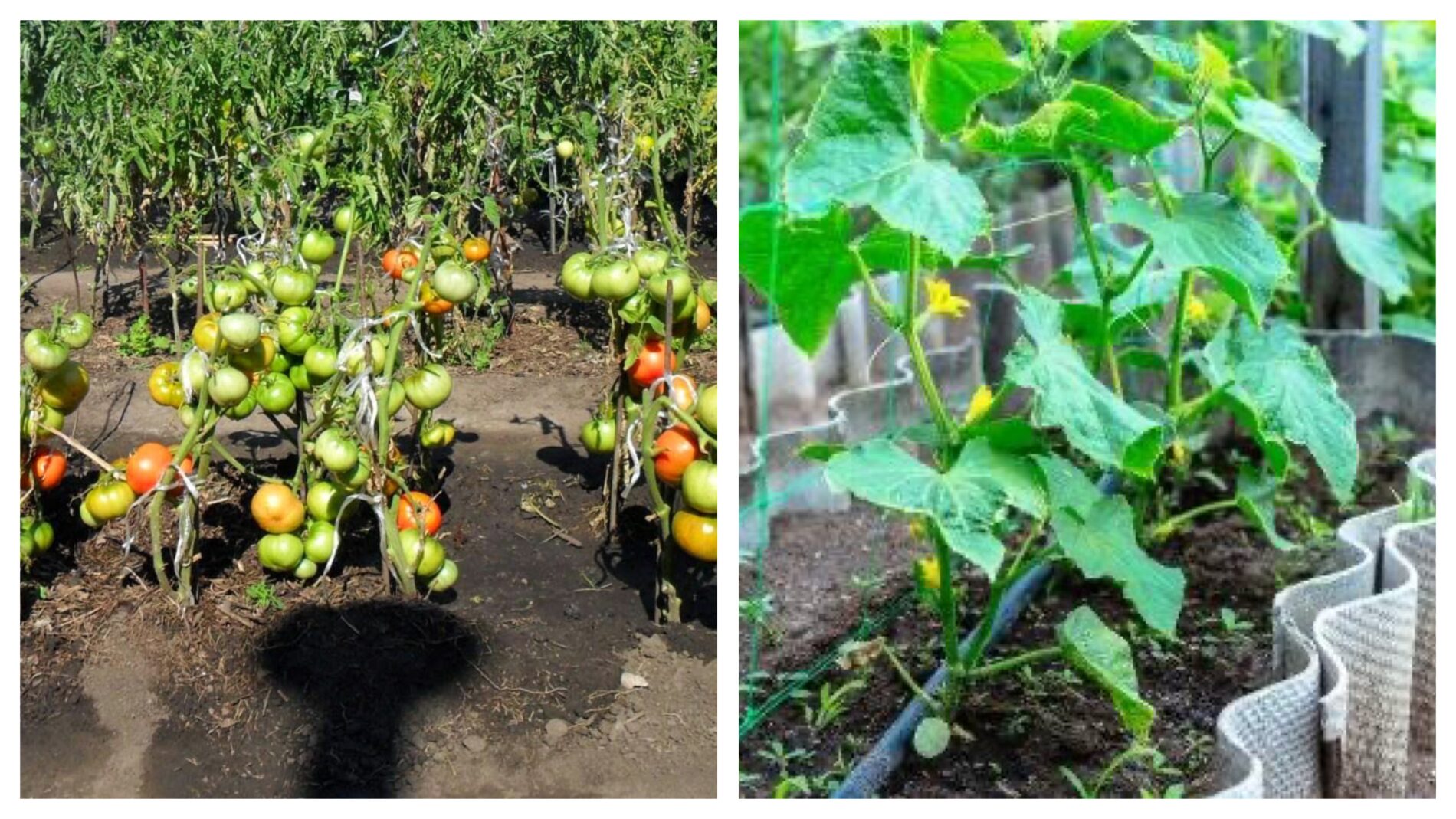 Городники розповіли, чи можна повторно сіяти огірки на ту саму грядку 