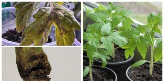 Господині розповіли, у які дні не можна сіяти розсаду томатів 