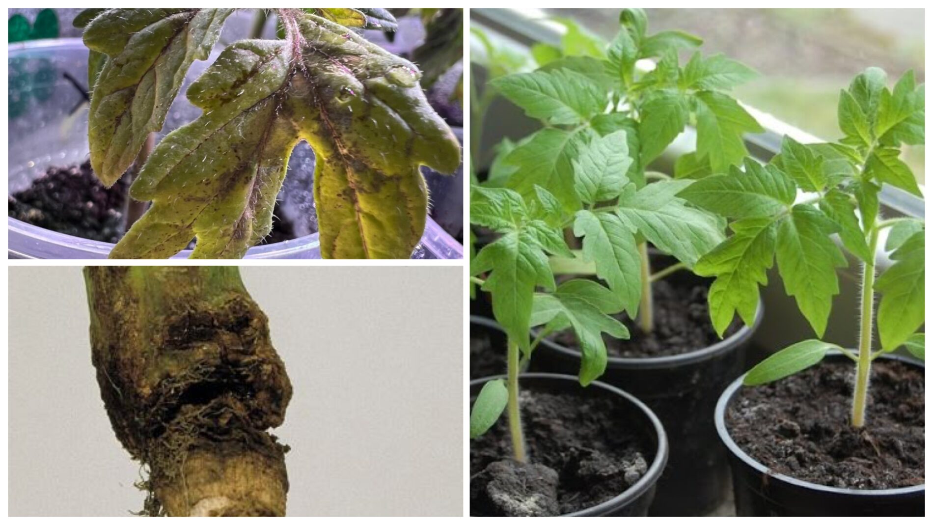 Господині розповіли, у які дні не можна сіяти розсаду томатів 