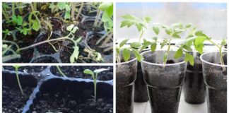 Городники розповіли, як правильно поливати розсаду, щоб вона не хилилася 