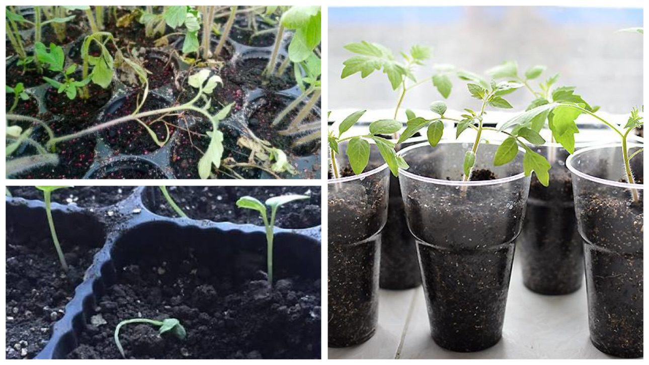 Городники розповіли, як правильно поливати розсаду, щоб вона не хилилася 