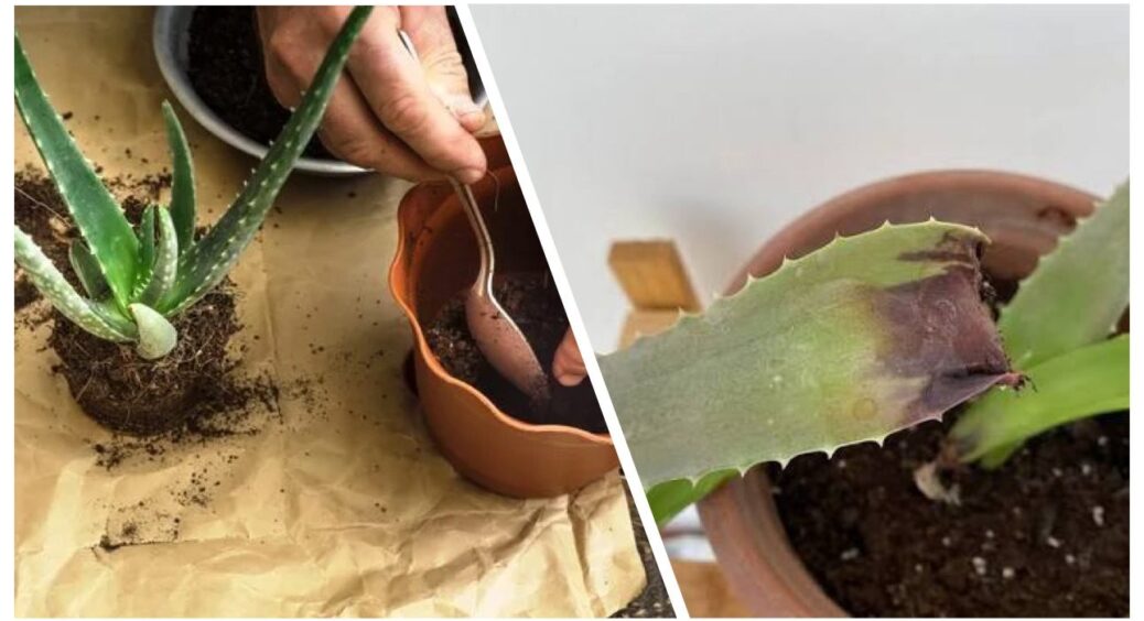 Підгниває алое — що робити: 2 причини та дієві поради, як врятувати рослину і налагодити догляд 