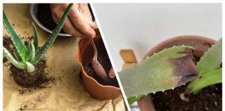 Квітникарі розповіли, як захисти домашнє алое від підгнивання 