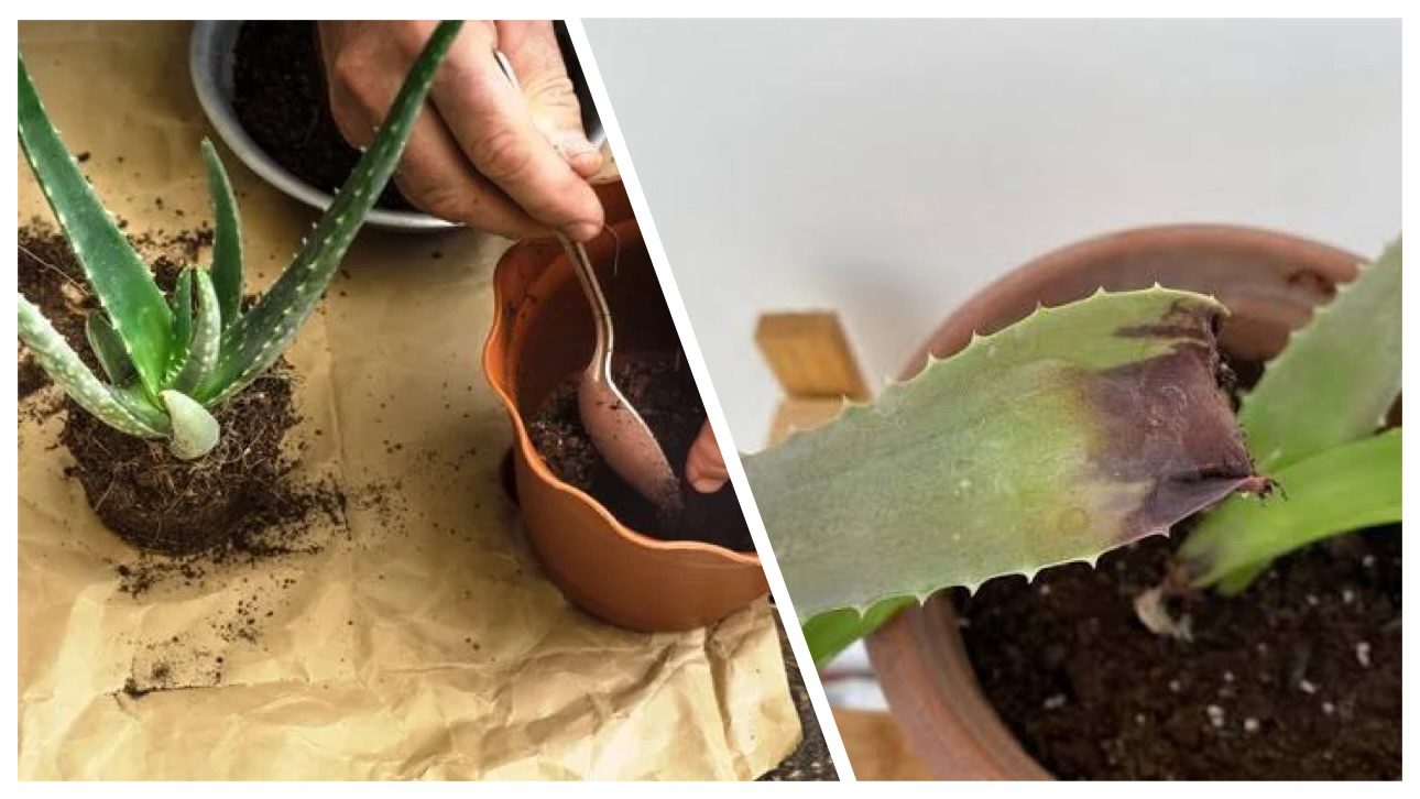 Квітникарі розповіли, як захисти домашнє алое від підгнивання 