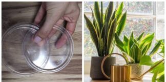 Садівники пояснили, як застосувати кришки від сметани для розсади 