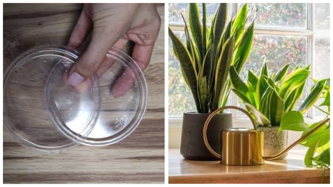 Садівники пояснили, як застосувати кришки від сметани для розсади 