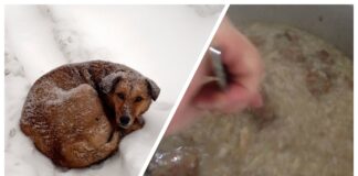 Ветеринари розповіли, чим можна годувати вуличних тварин узимку 