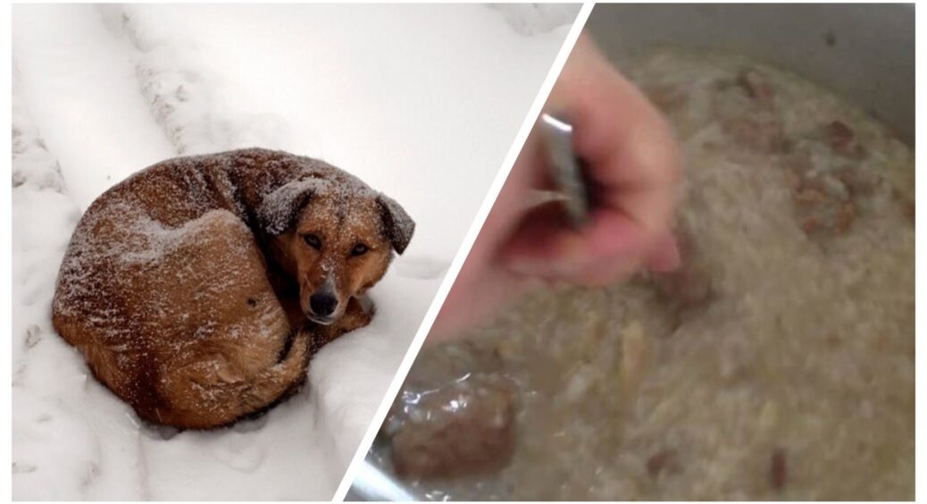 Серце крається, коли бачу їх на морозі: не даю кістки, а варю кашу з добавкою: теплий обід вуличним тваринам 