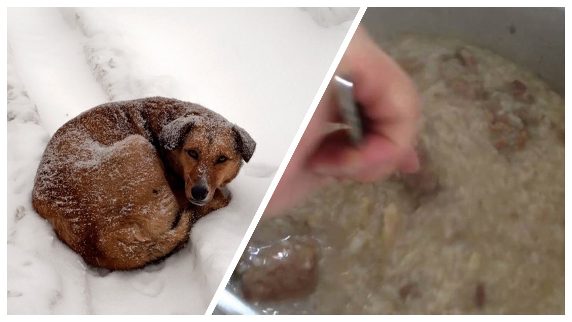 Ветеринари розповіли, чим можна годувати вуличних тварин узимку 