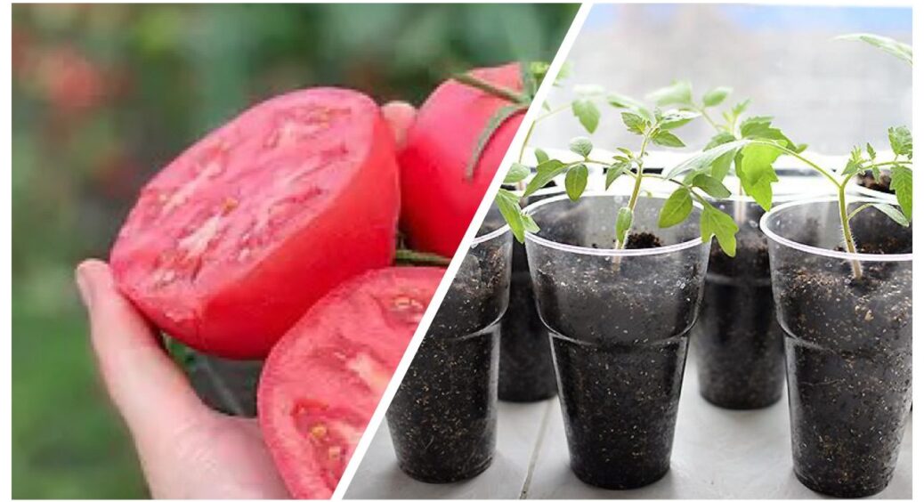 Купити якісне насіння помідорів – непросто: обираю найкращі сорти томатів з цього списку 