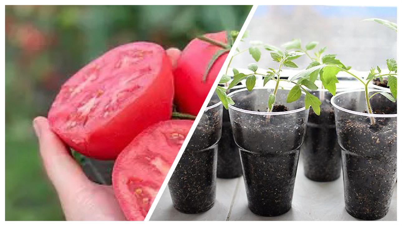 Городники назвали найкращі сорти томатів для розсади 