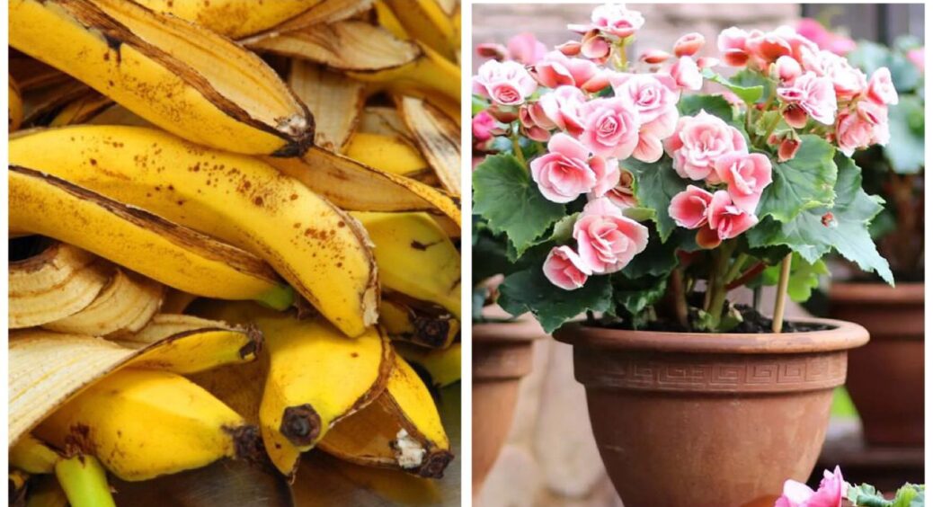 Мої бегонії квітнуть навіть у січні: секрет у правильному горщику та 1 виді підкормки зі шкірок банана 
