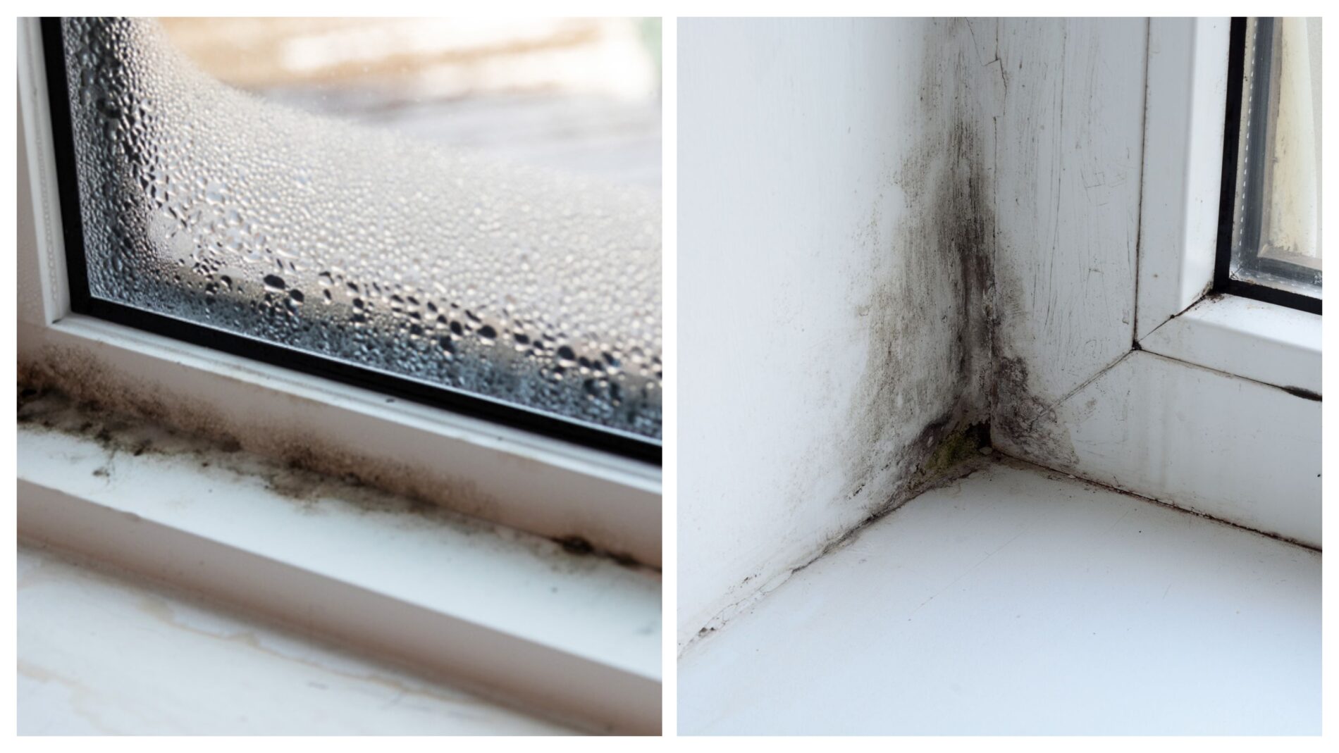 Господині розповіли, як позбутися плісняви на вікнах 