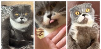 Ветеринари розповіли, як довго можна залишати котів самих удома 