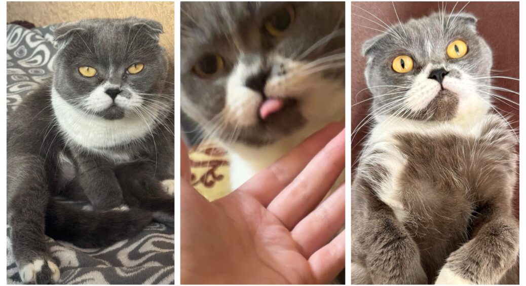 Не такі вже й одиночки: як довго коти можуть знаходитися самі вдома, щоб не впадати в депресію 