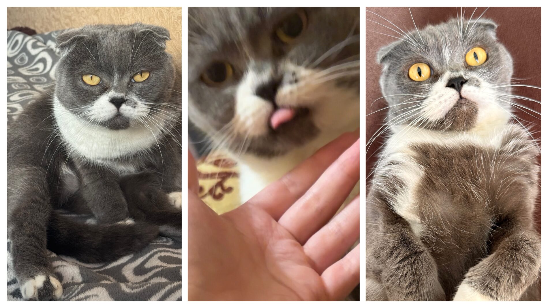 Ветеринари розповіли, як довго можна залишати котів самих удома 