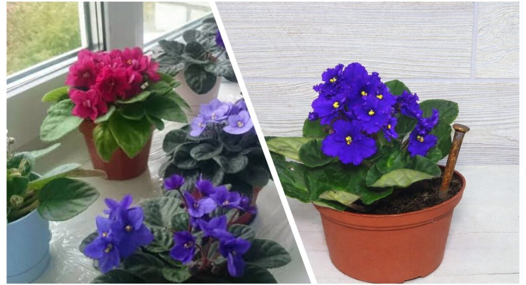 Фіалки можуть цвісти цілий рік: встромляю у ґрунт 1 іржавий цвях – і листячко більше не жовтіє 
