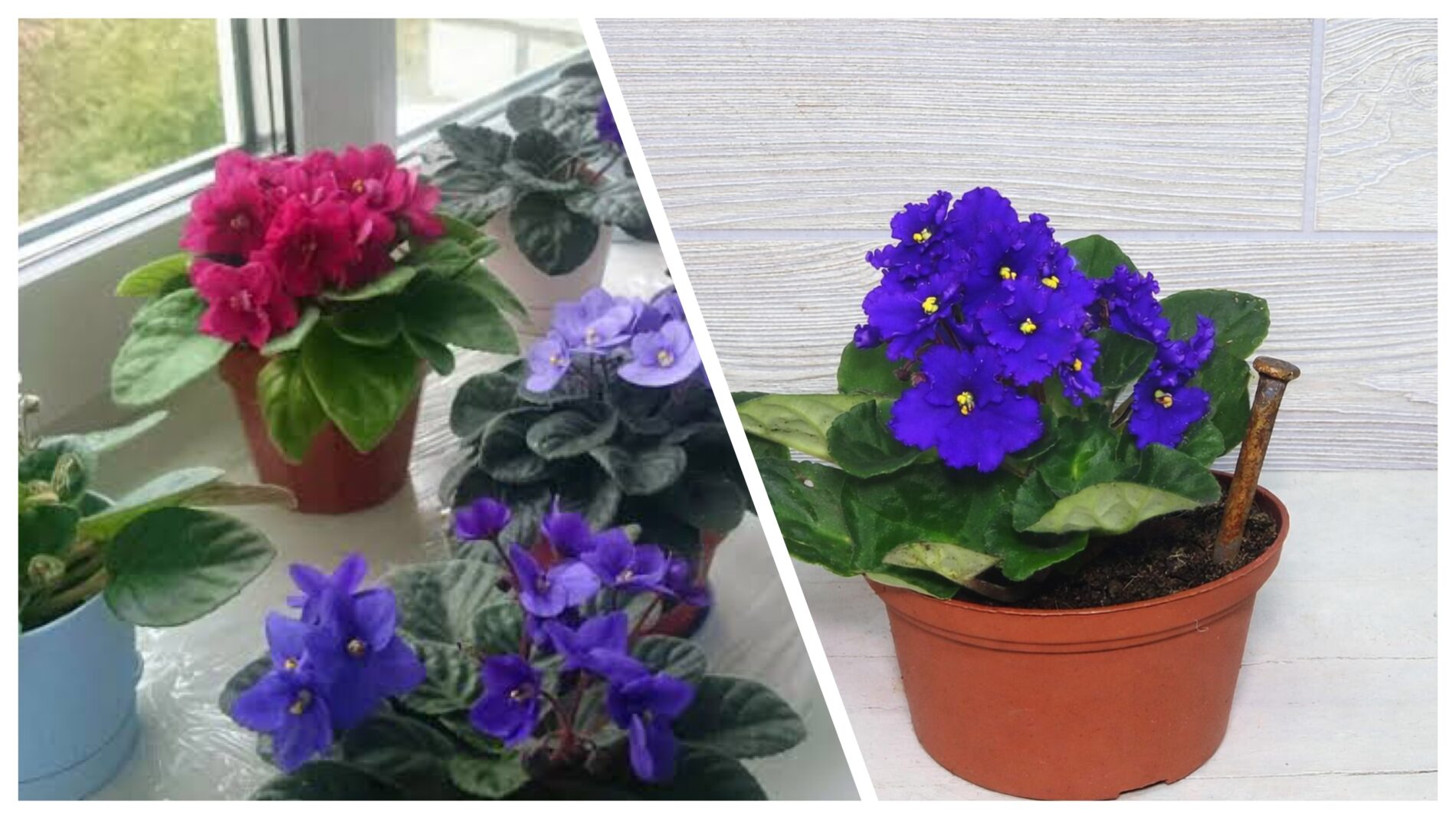 Квітникарі розповіли, навіщо у горщик з фіалками встромляти цвях 