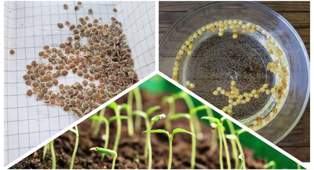 Всі думають, у мене “легка рука”, а я просто хитра: перед посівом розсади замочую насіння в перекисі водню 