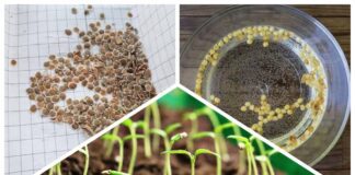 Дачники розповіли, навіщо замочувати насіння на розсаду у перекису 