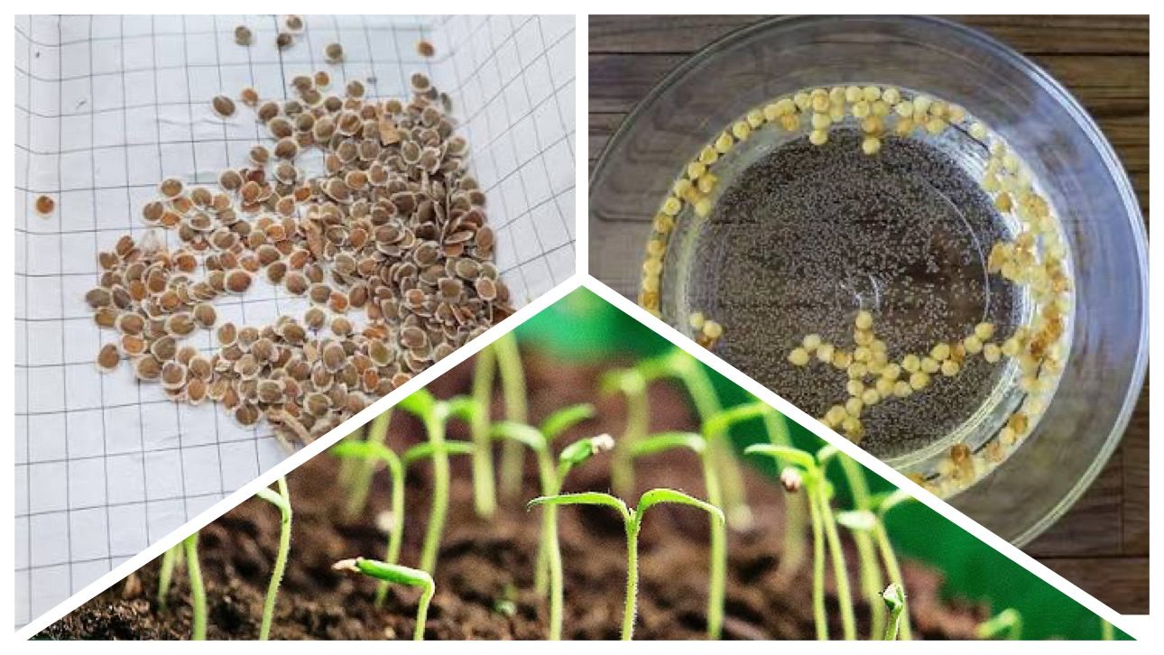 Дачники розповіли, навіщо замочувати насіння на розсаду у перекису 