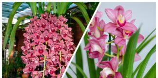 Квітникарі назвали сорт орхідеї, яка цвіте у два рази більше, ніж стандартні 