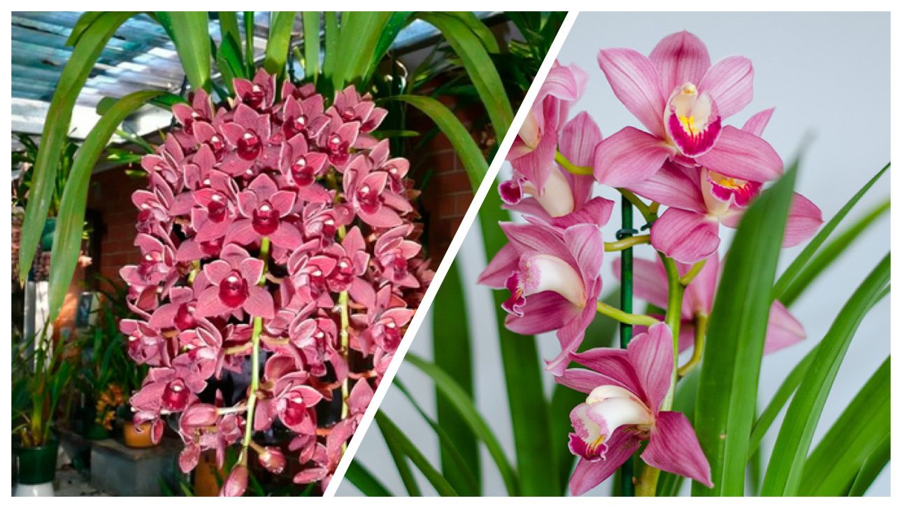 Квітникарі назвали сорт орхідеї, яка цвіте у два рази більше, ніж стандартні 