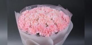 Садівники назвали родючий сорт блідо-рожевої гвоздики 