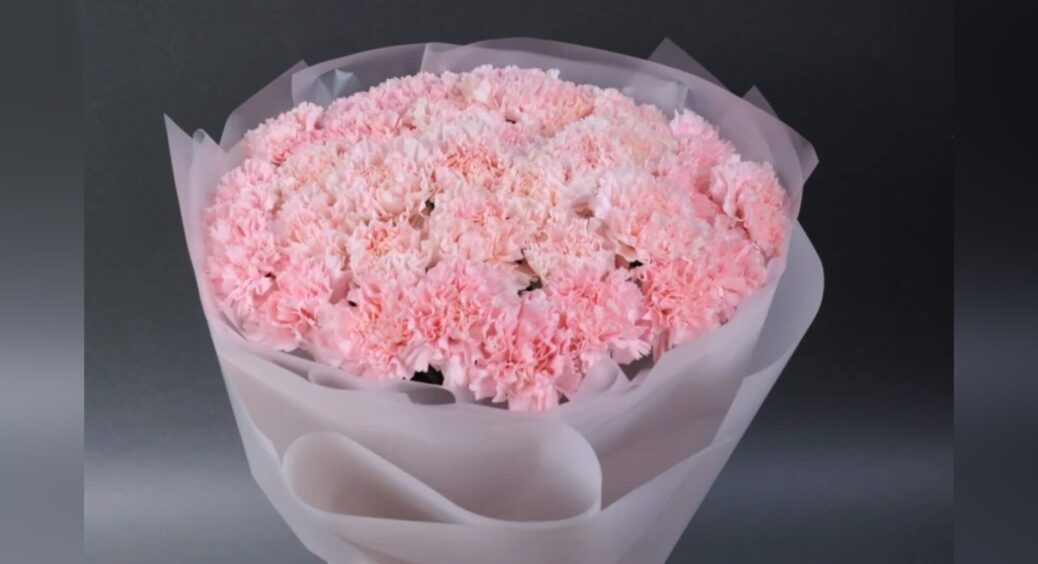 Ви такий і не бачили. 1 сорт блідо-рожевої гвоздики, який випускає в 3 рази більше квітів, ніж інші 