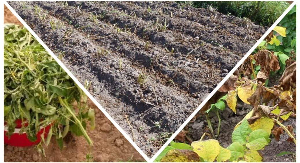 Розумне відновлення ґрунту: що посадити після зараженої фітофторозом картоплі – бобові, злаки та сидерати 