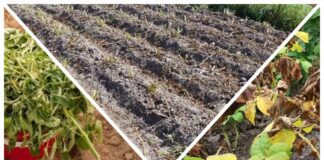Городники розповіли, як відновити ґрунт після рослин вражених фітофторою 