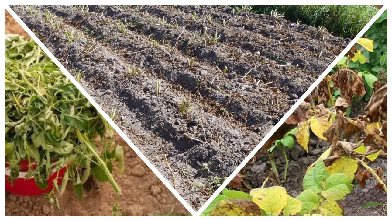 Городники розповіли, як відновити ґрунт після рослин вражених фітофторою 