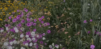 Садівники розповіли, як правильно вирощувати сухоцвіти