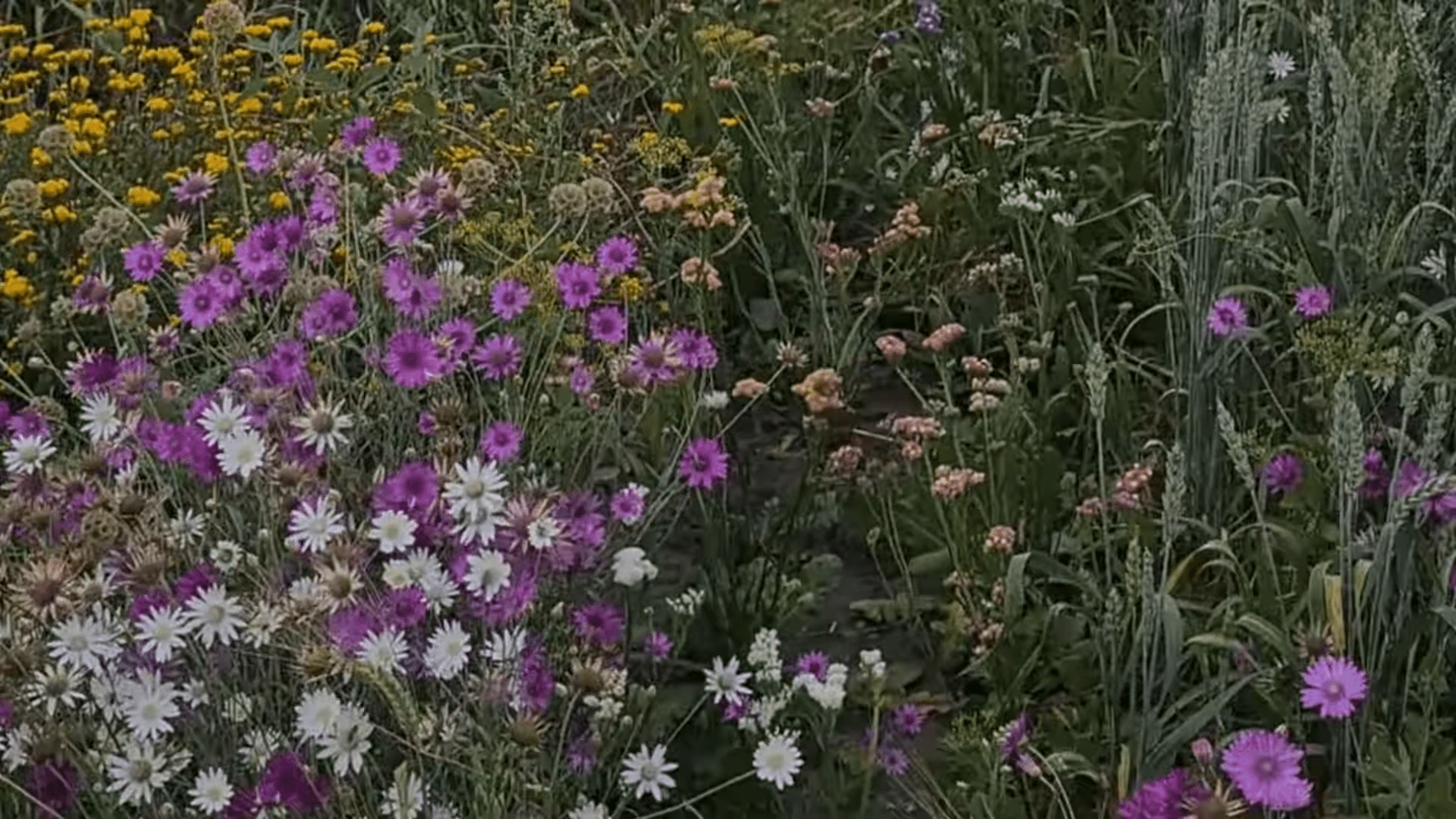 Садівники розповіли, як правильно вирощувати сухоцвіти